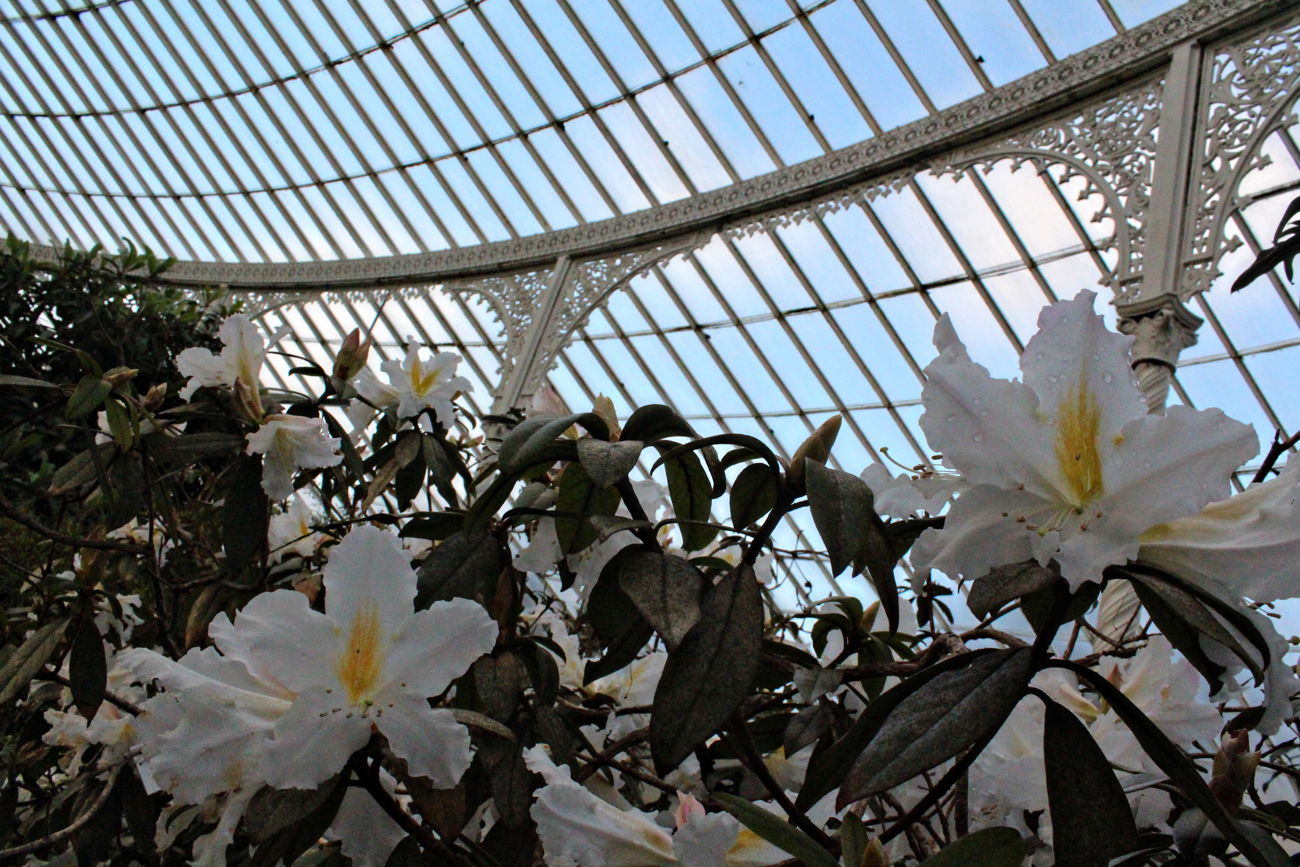 Glasgow Botanic Gardens wheelchair access