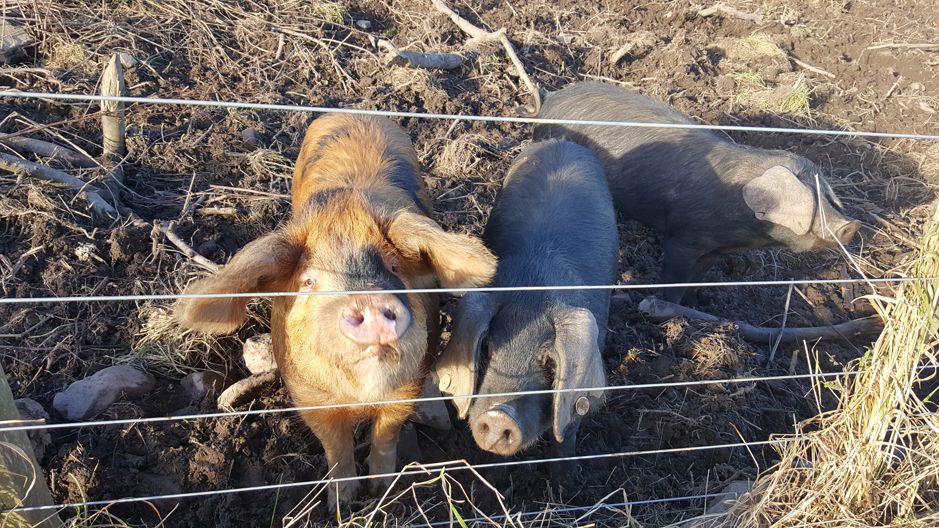 Farm animals (pigs) at Airhouses Luxury Self Catering Lodges in Scottish Borders