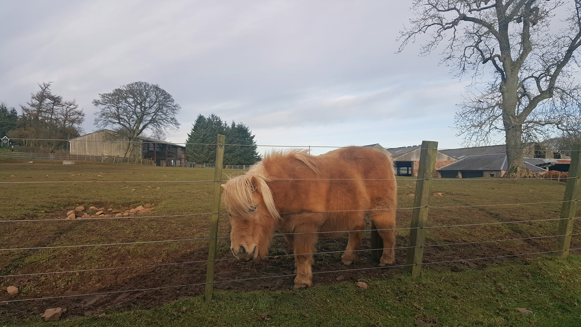 Farm animals (shetland ponies) at Airhouses Luxury Self Catering Lodges in Scottish Borders