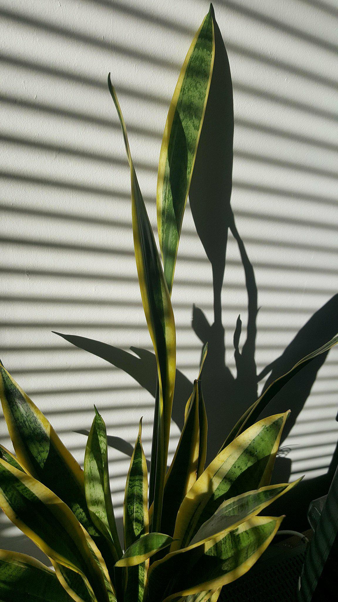Things I’ve loved in February: Sunlight shining through the livingroom and lighting up the house plants.