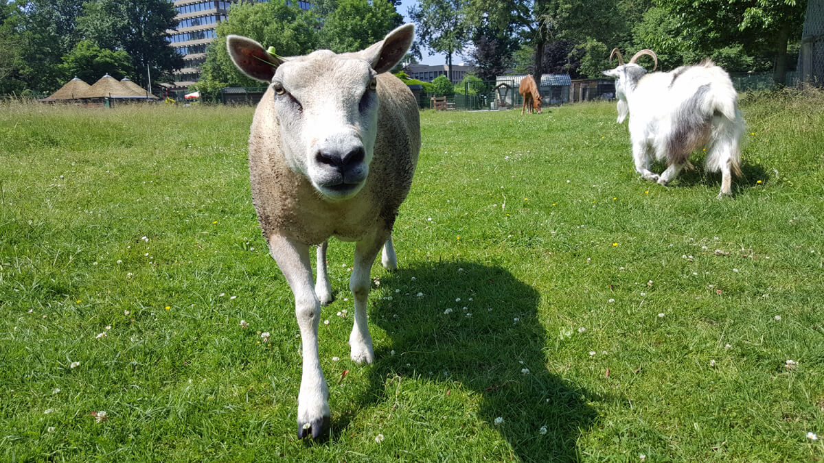 A sheep from the petting zoo at Rembrandtpark in Amsterdam.