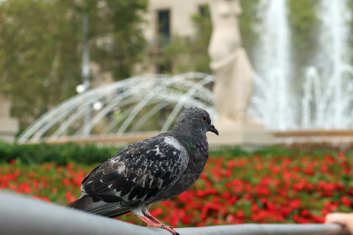 Pigeon sitting on the wall with red flowers and a water fountain in the background.