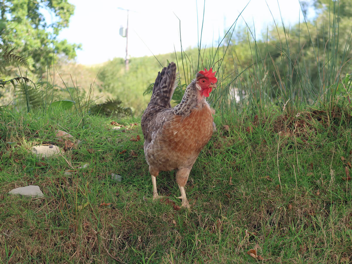 A hen roaming around the site.