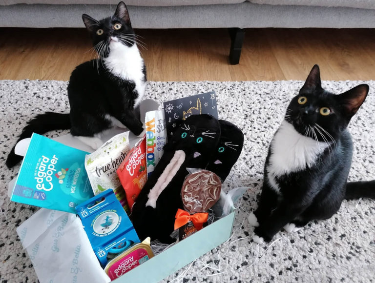 Two black and white kittens sitting behind a subscription box filled with treats and toys. They are both looking up with their big bright eyes.