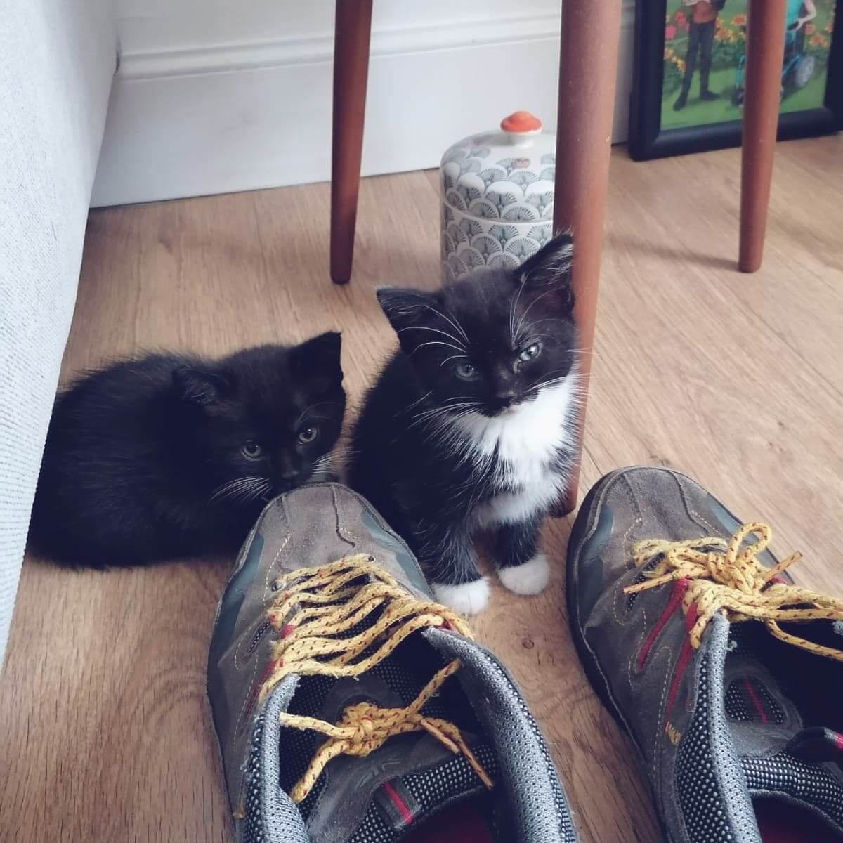 Two tiny black and white tuxedo kittens laying next to mens shoes. The kittens are smaller than the shoes. They are both falling asleep.