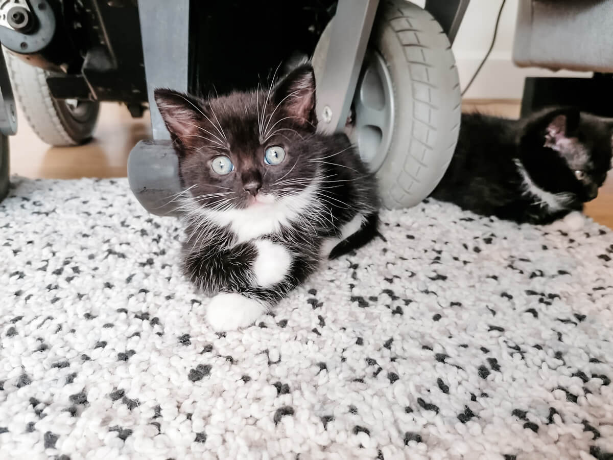 A tiny eight week old tuxedo kitten laying on a fluffy rug with her front paws crossed. Big bright eyes looking straight at the camera. She is laying under a wheelchair as the wheels are just in shot. The second black and white kitten is laying at the side of one of the wheels.
