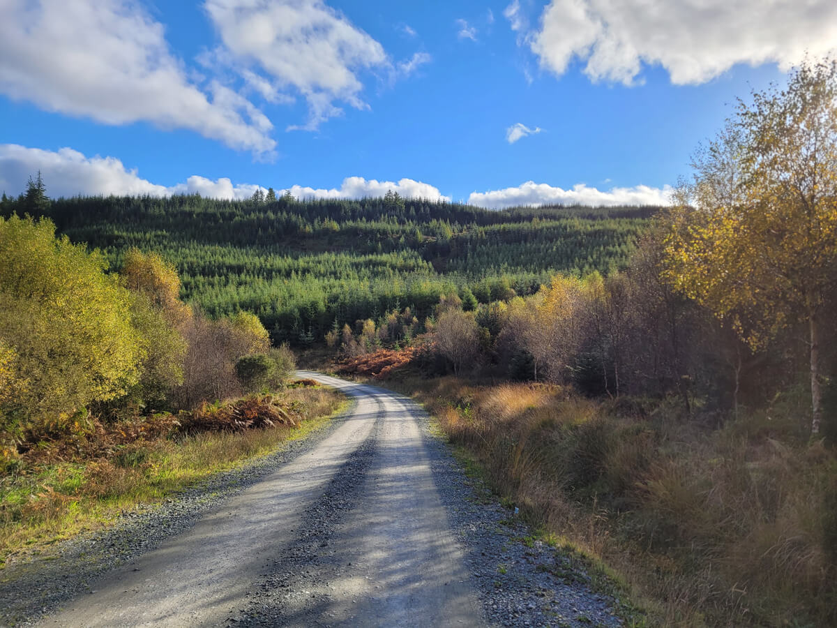 A landscape photo of the forest of Three Lochs Forest Drive with a tarmac road running through it.