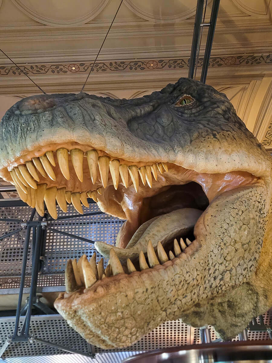 Large dinosaur head at Natural History Museum London