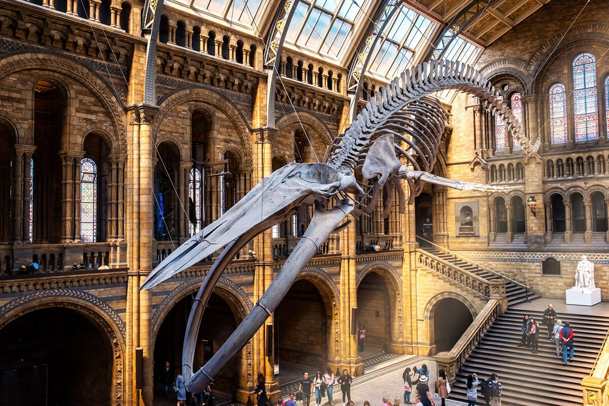 Hope the blue whale at Natural History Museum London