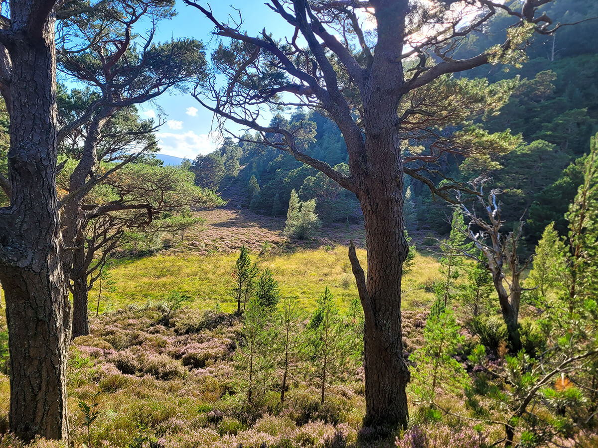 Glenmore Forest in the Cairngorms National Park