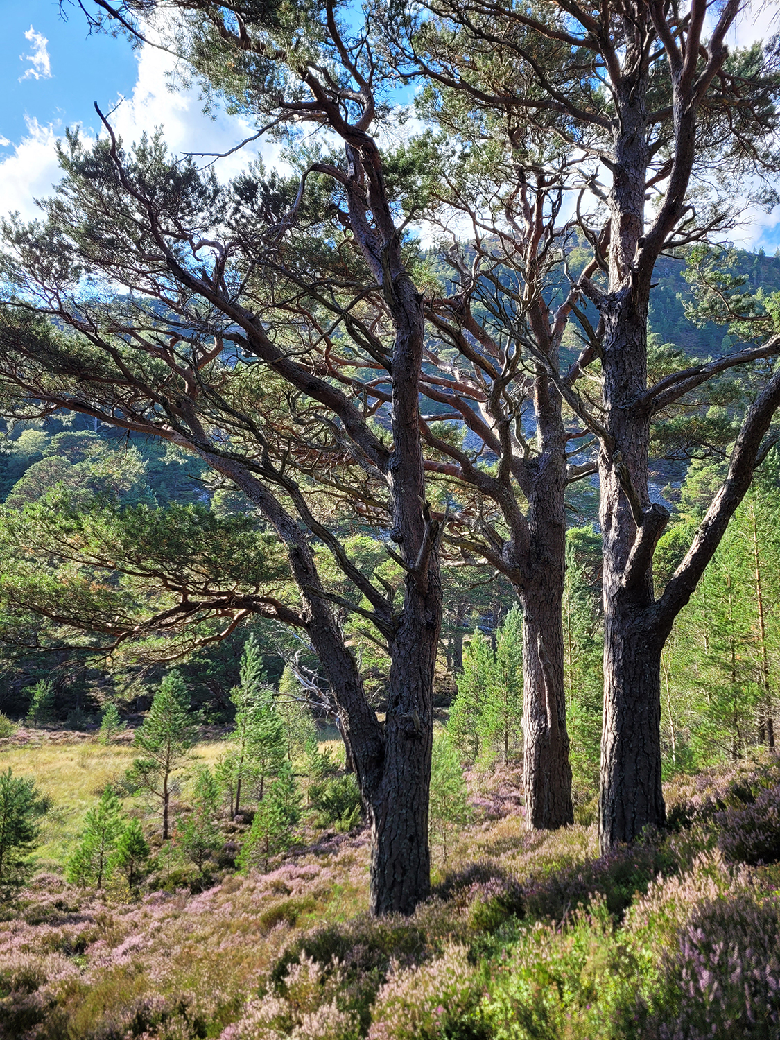 Glenmore Forest in the Cairngorms National Park