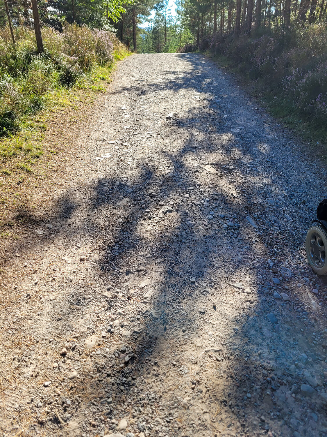 a close up shot of the ground surface in Glenmore Forest.