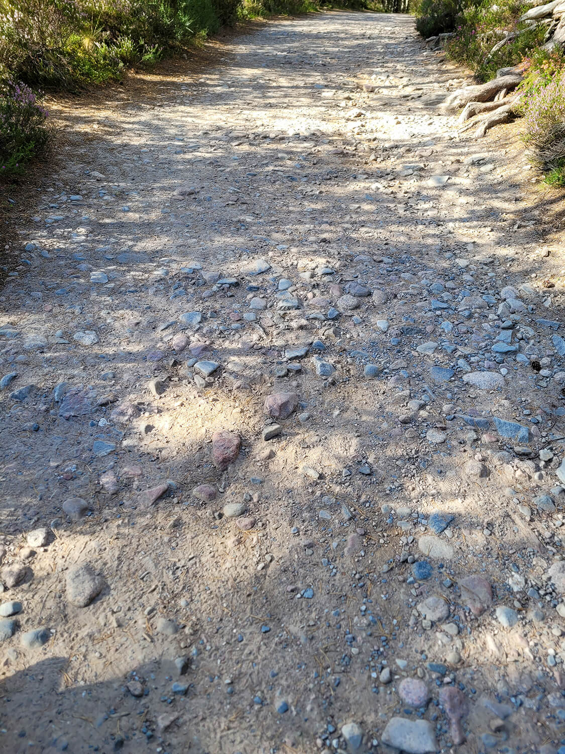 a close up shot of the ground surface in Glenmore Forest.