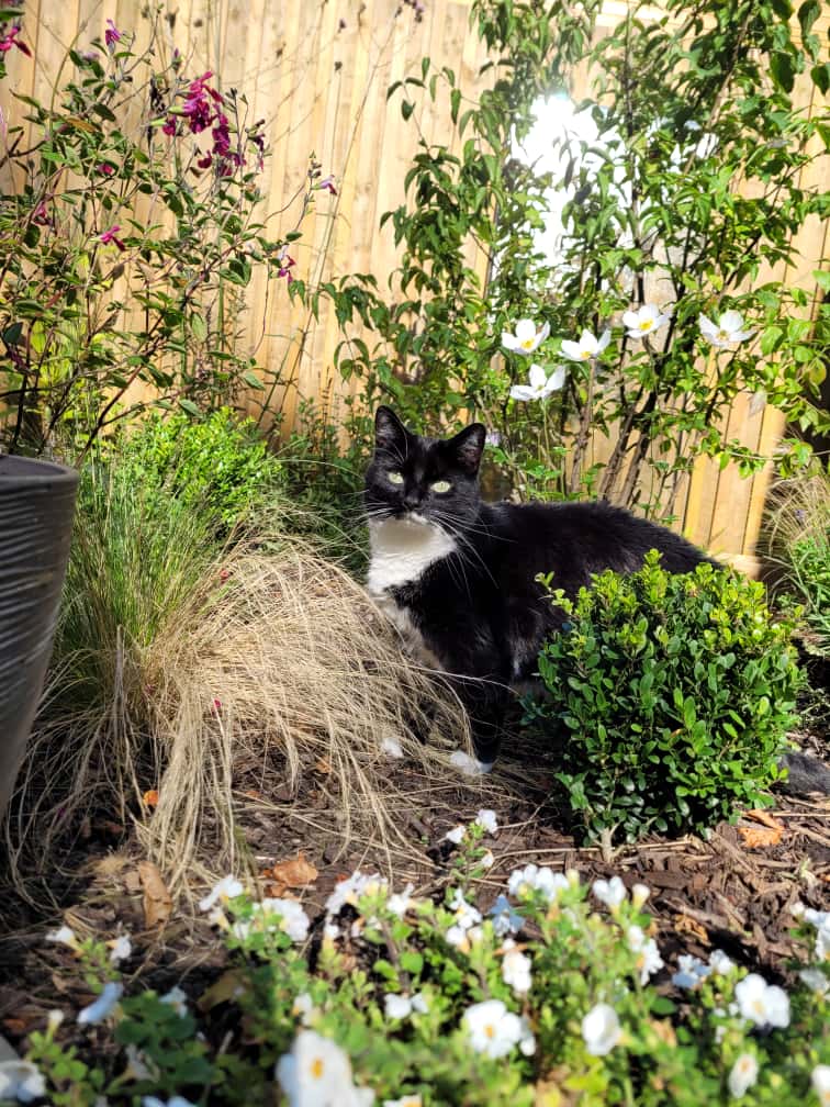 A black and white cat sitting in a garden amongst lush planting and foliage.