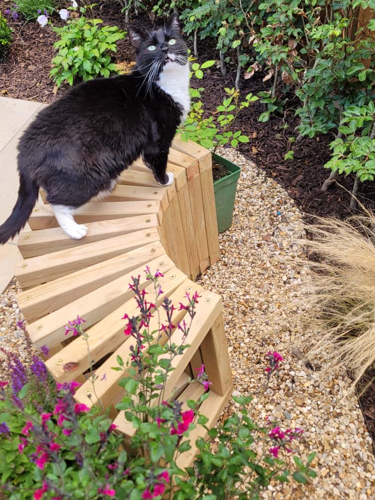 A black and white cat standing on a wooden bench in a garden amongst lush planting and foliage.