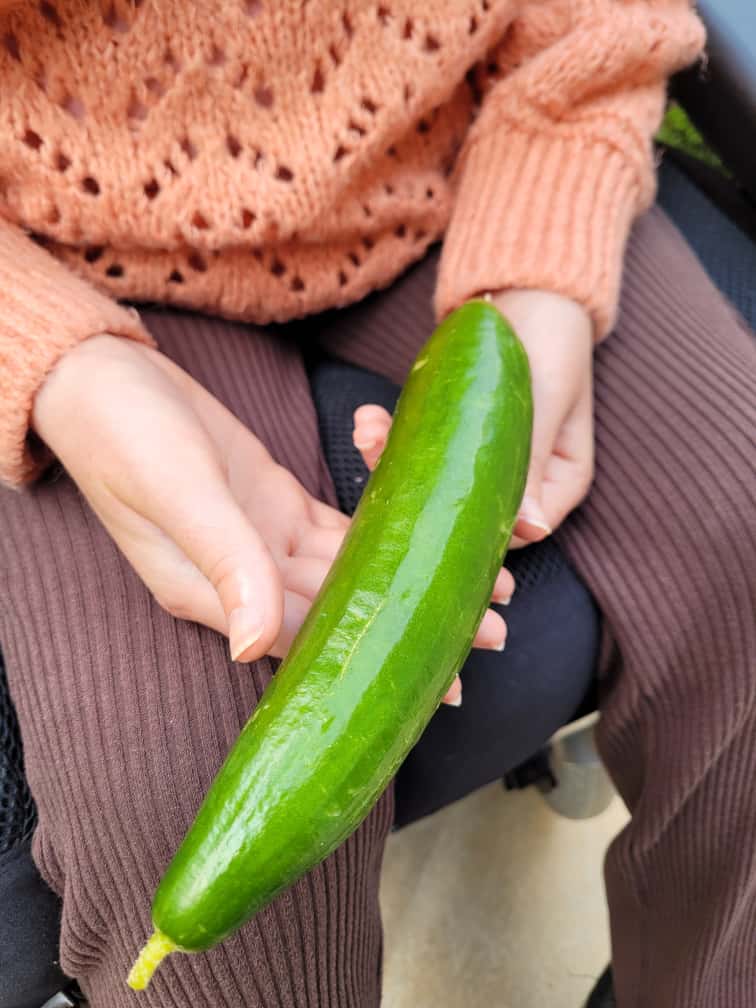 Emma's hand holding a full size cucumber
