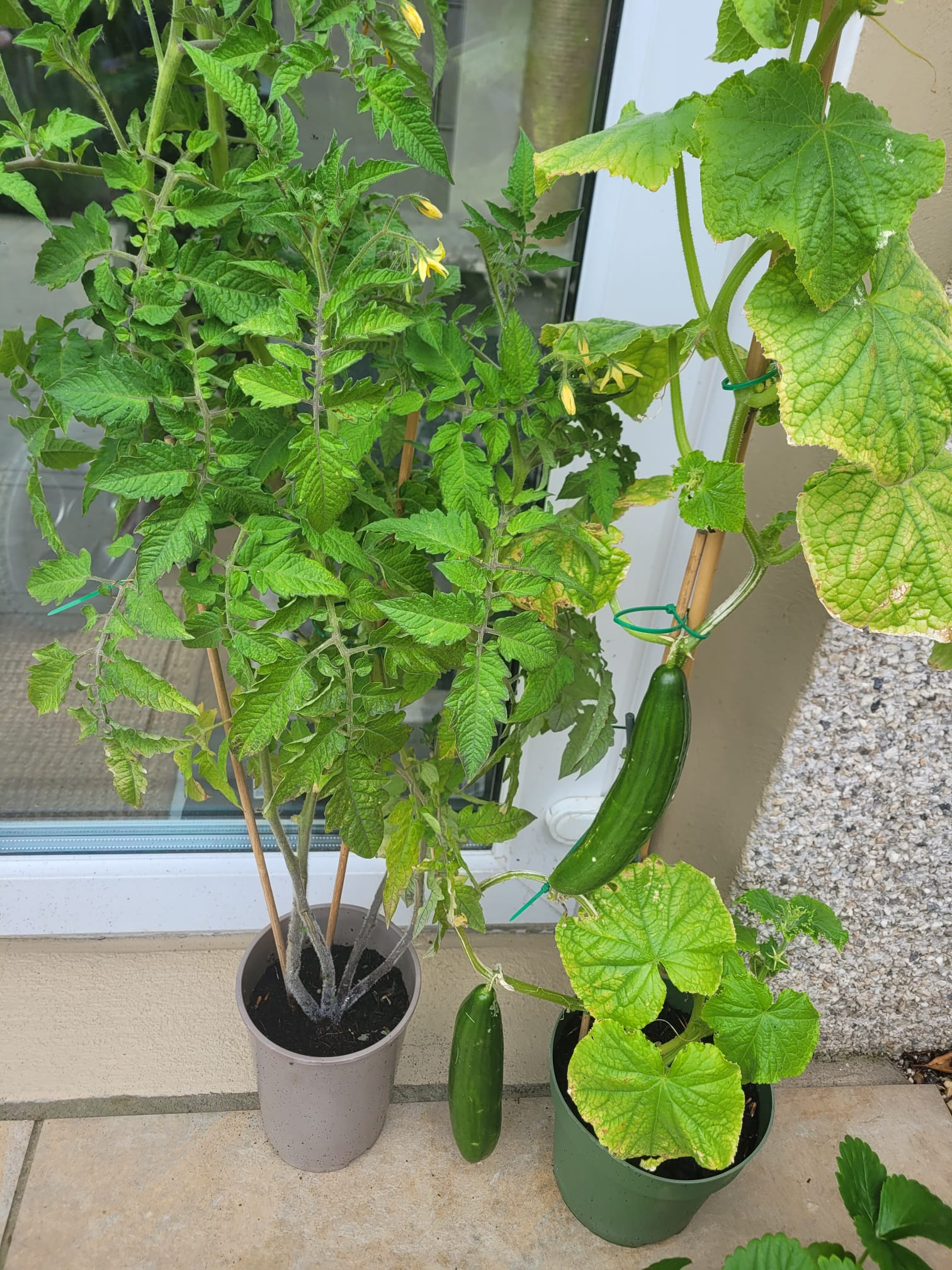 A tomato plant and a cucumber plant with two fully grown cucumbers