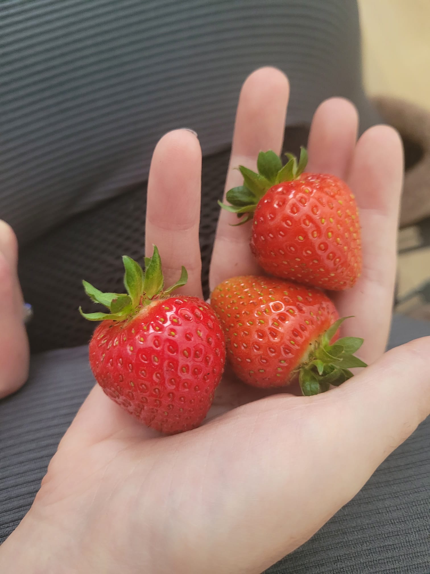 a female hand holding three strawberries