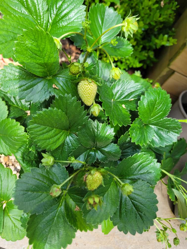 a lush green stawberry plant