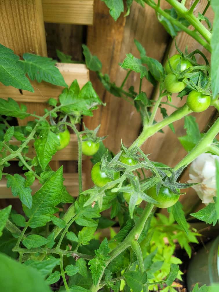 tomato plant
