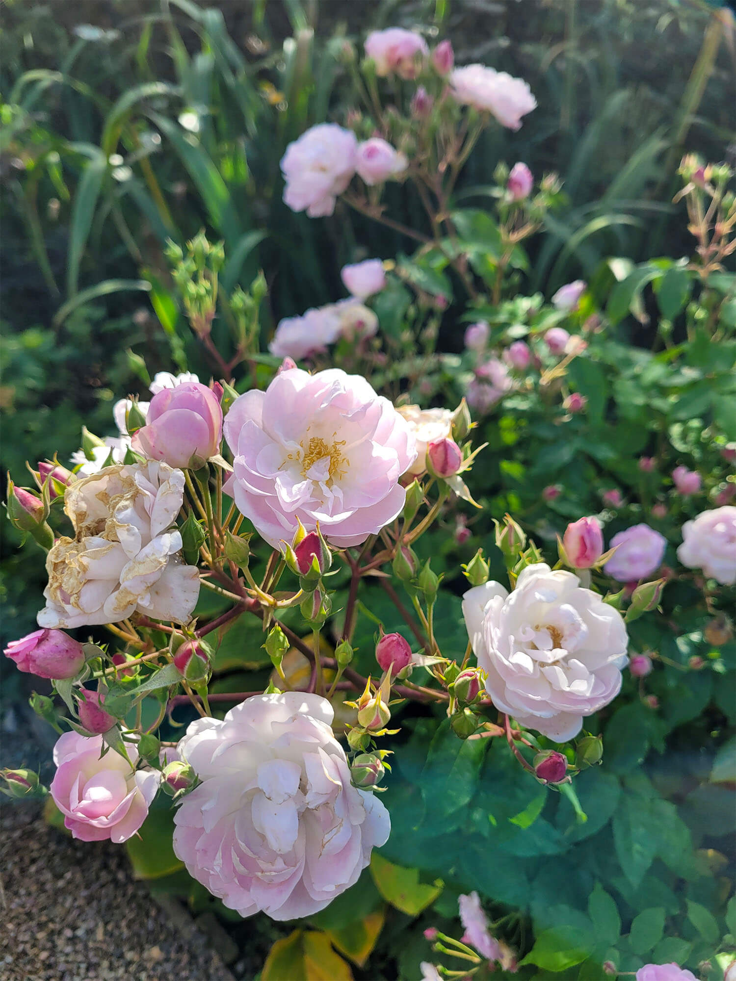 A close up shot of pink roses in the garden at Abbotsford House.