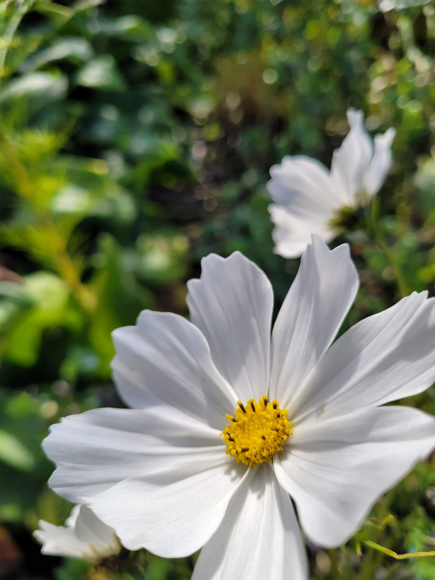 A close up shot of a white daisy-like flower in the garden at Abbotsford House.
