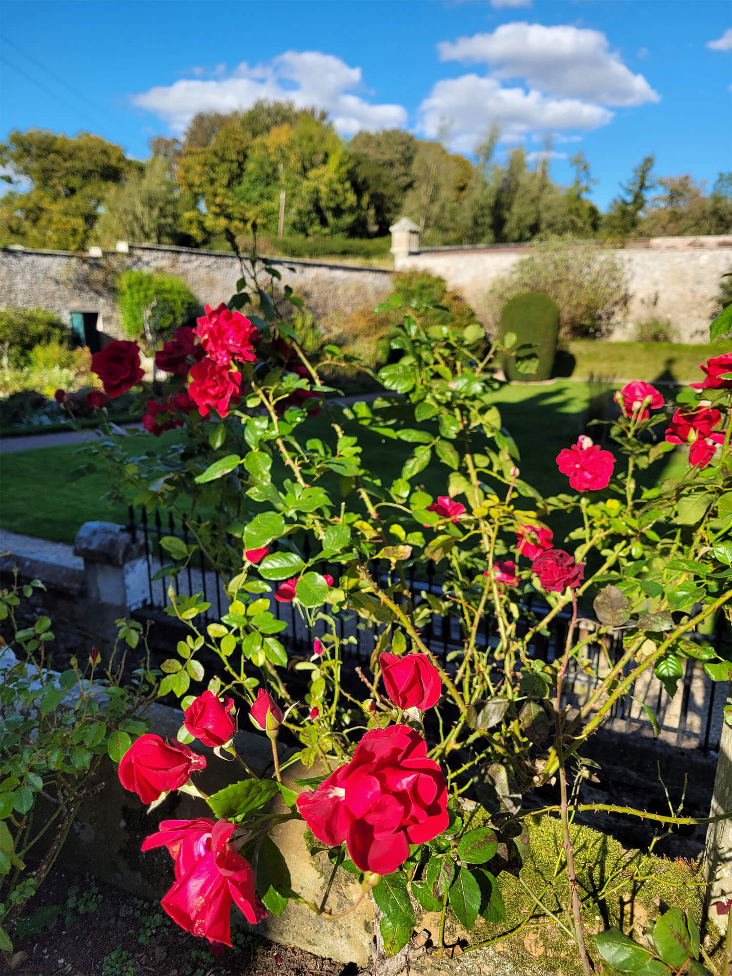 A close up shot of red roses in the garden at Abbotsford House.