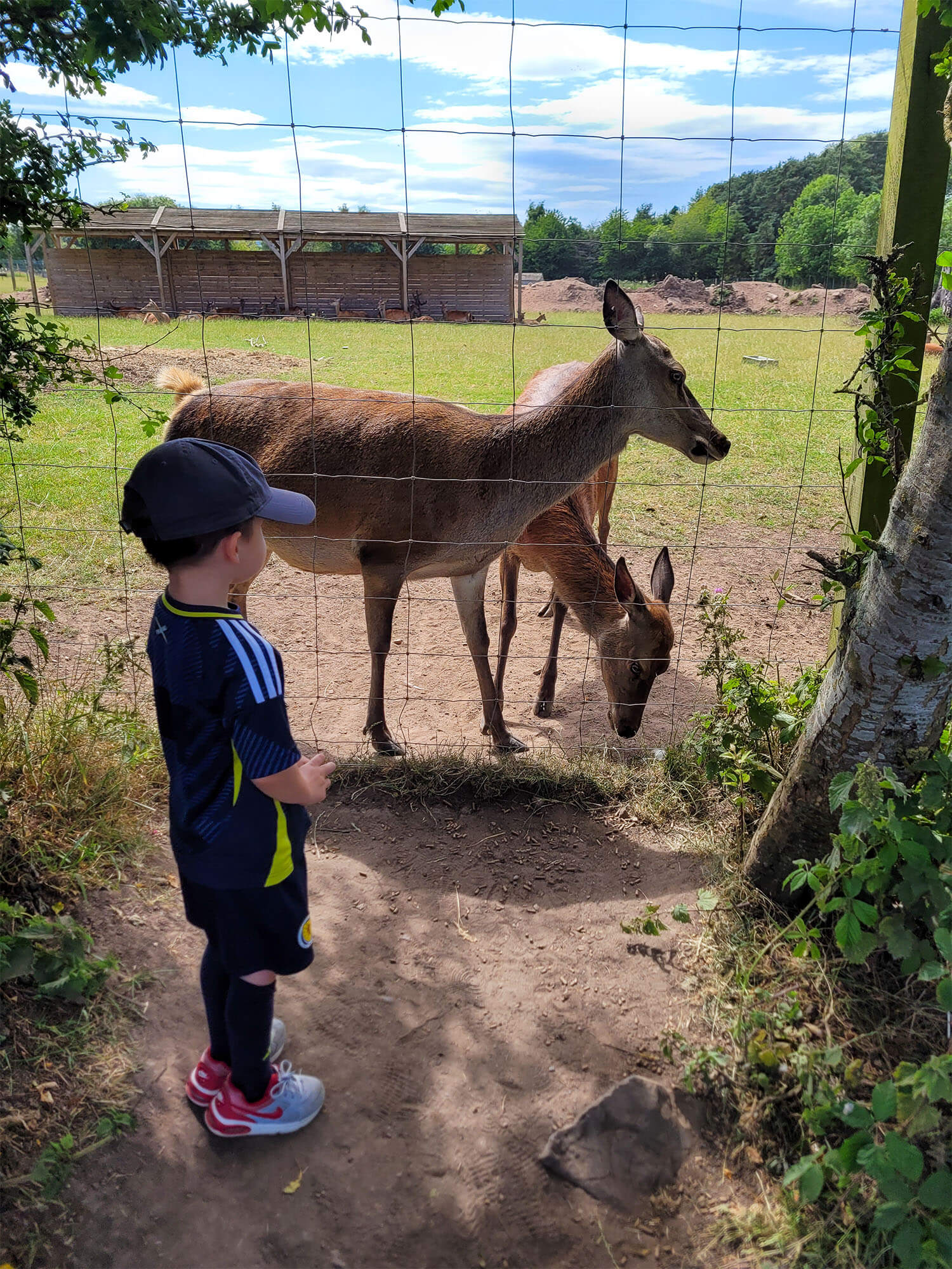Young boy wearing Scotland strip watching the deer at Scottish Deer Centre