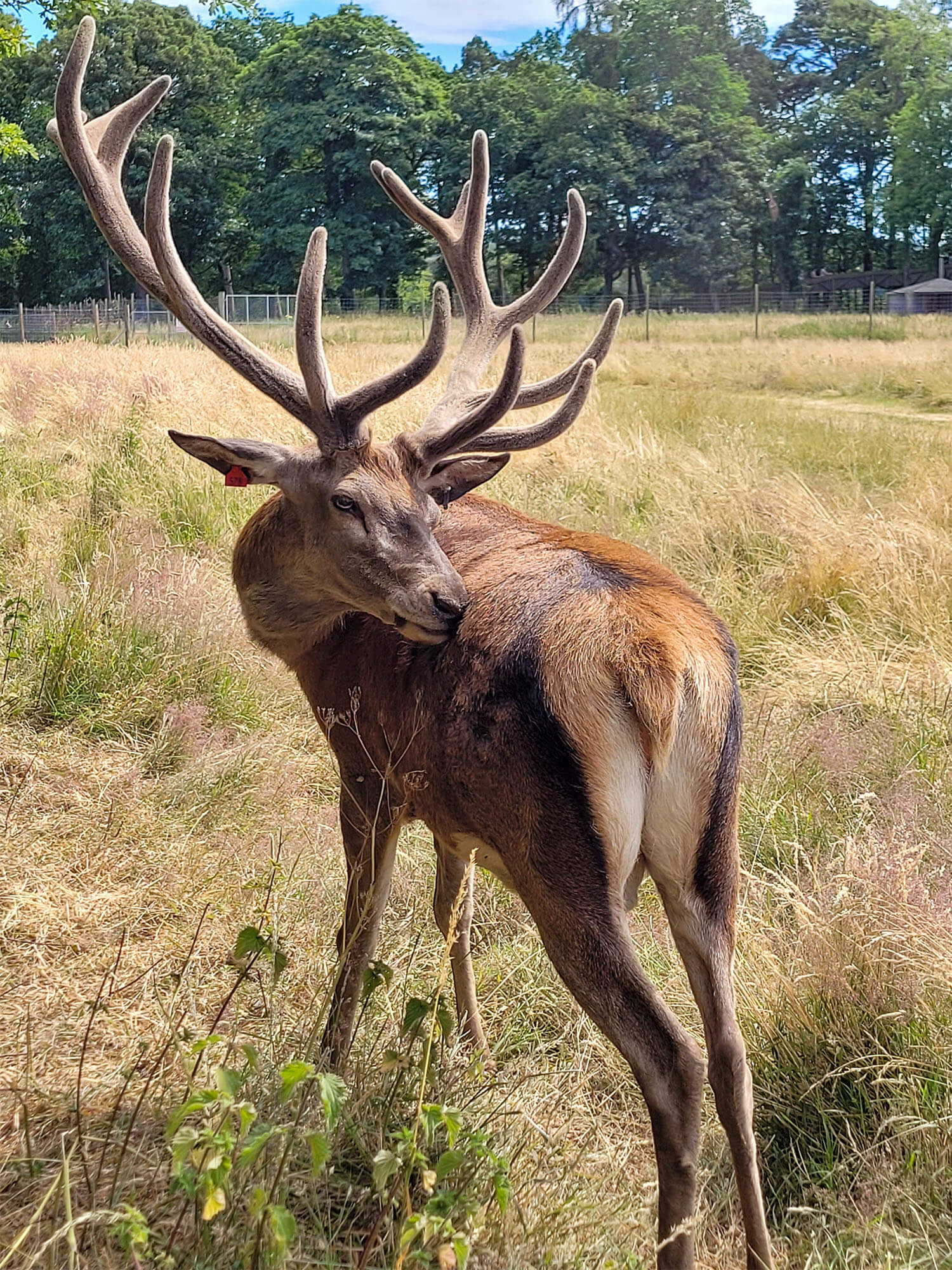 Bactrian Deer