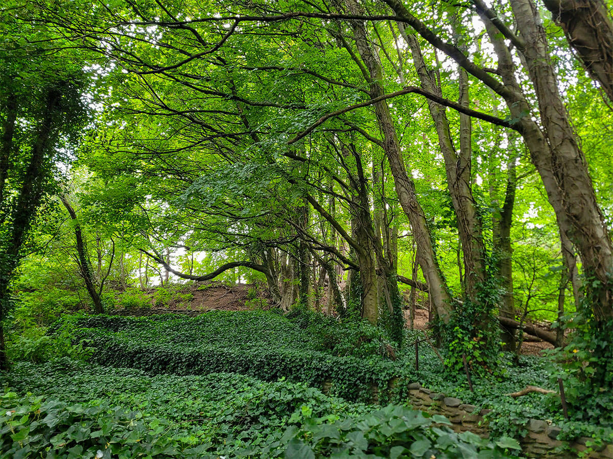 Silverburn Park woodland